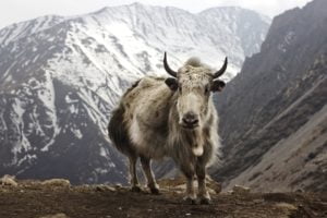 Nepal Annapurna Circuit trek